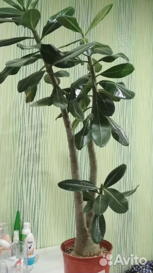 Адениум взрослый Арабикум Пирл