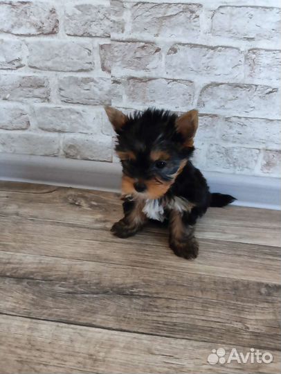 Йоркширский терьер