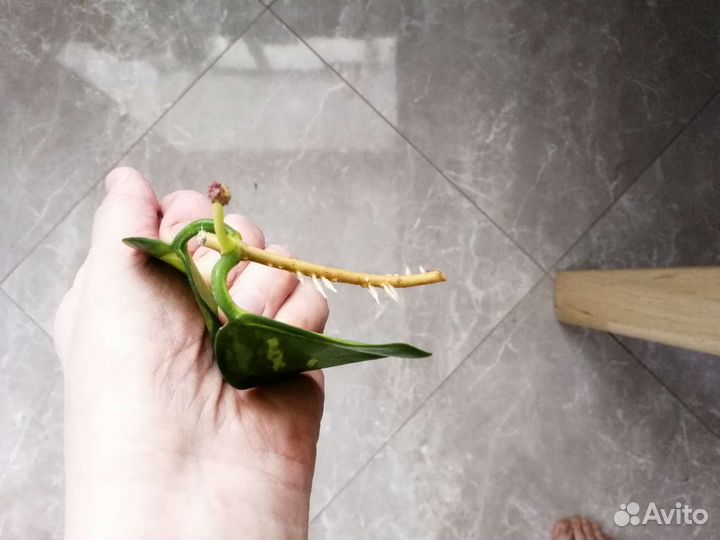 Продаю черенки хойи