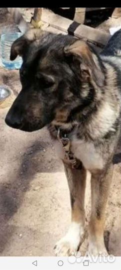 Спасите пса