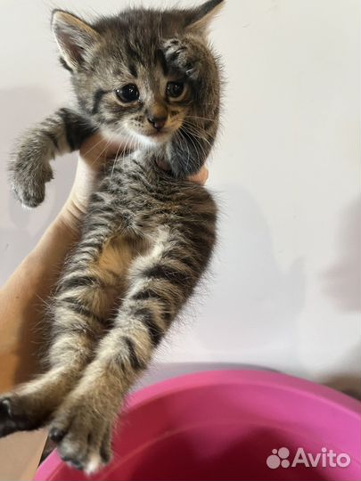 Котята в добрые руки, мальчики бесплатно