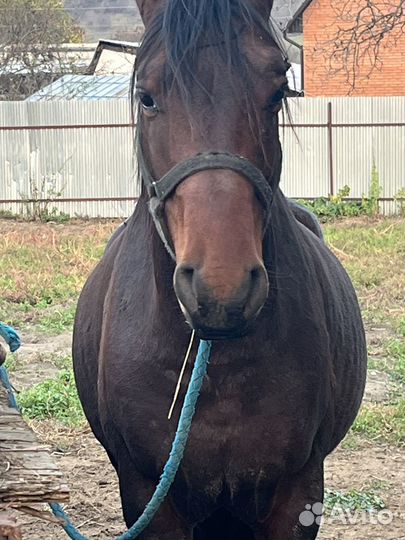 Продажа лошадей