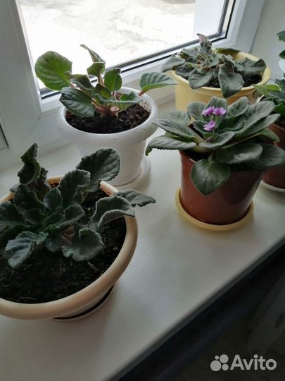 Комнатные цветы панданус