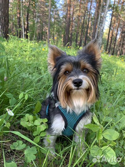 Йоркширский терьер Бивер