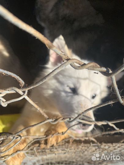 Щенок хаски