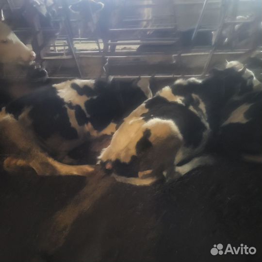 Быки и телки