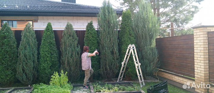 Декоративная стрижка деревьев и кустарников