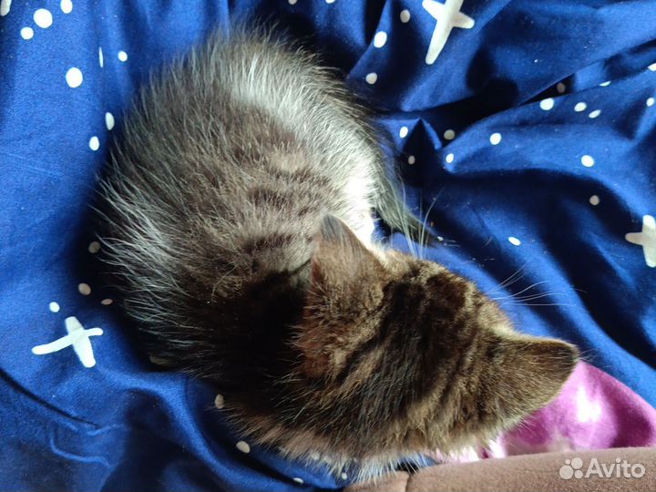 Котенок девочка в добрые руки