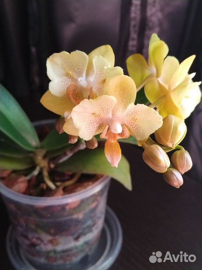 Орхидея бабочка