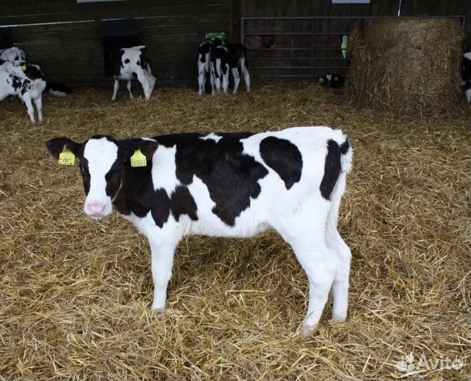 Бычки,телята