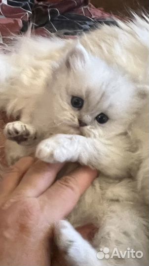 Персидская