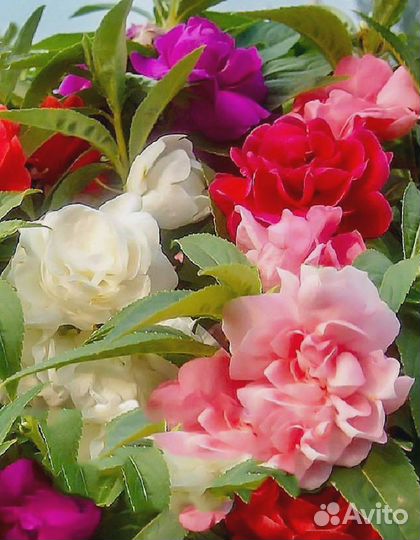 Бальзамин Камелия 0,2 гр