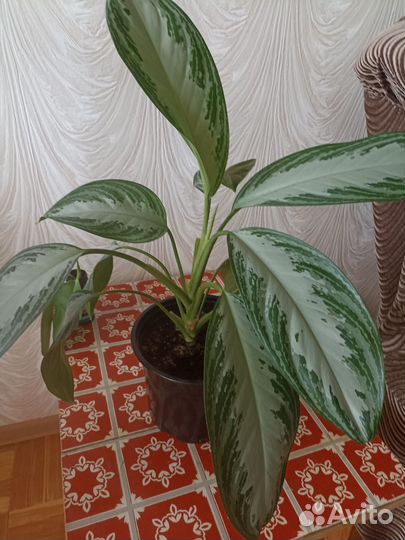 Фикусы,аглоанемы,кротоны