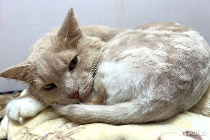 Котик Персик, очень ждет новых родителей