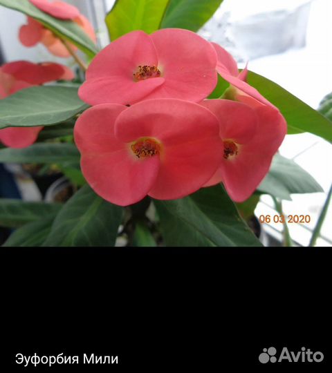 Эуфорбия Милли