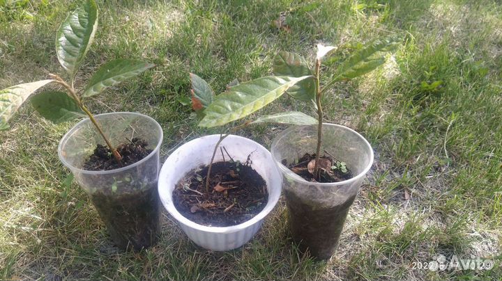 Мушмула японская