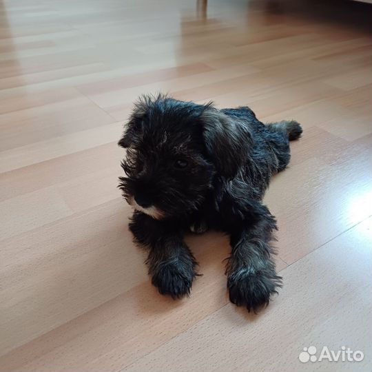 Цвергшнауцер