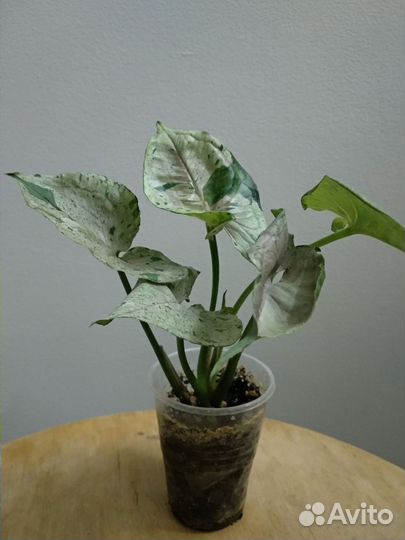 Сингониум Серый призрак