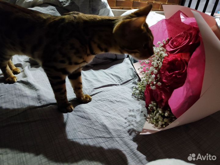 Бенгальская кошка