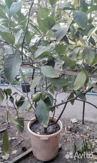 Лимонное дерево с плодами