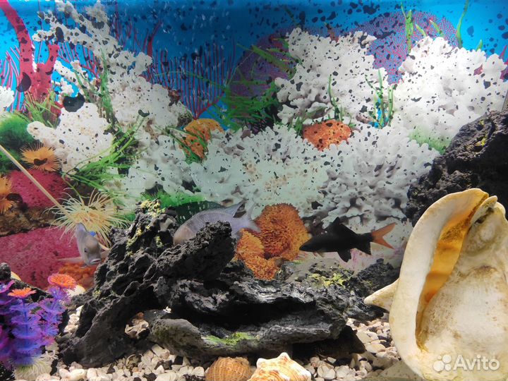 Аквариум с комплектацией и рыбками 250 л
