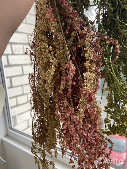 Сухоцветы шишки