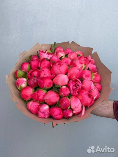 Пионы оптом