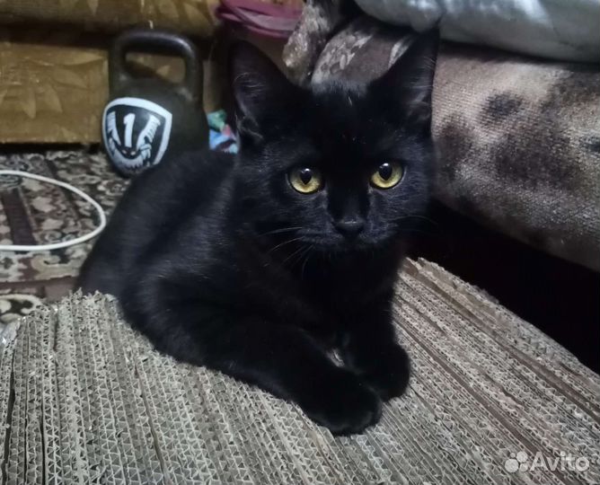 Котики в добрые руки