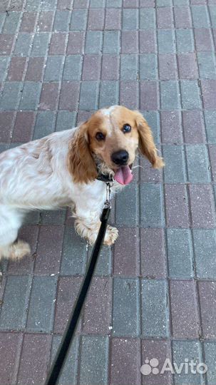 Русский спаниель вязка