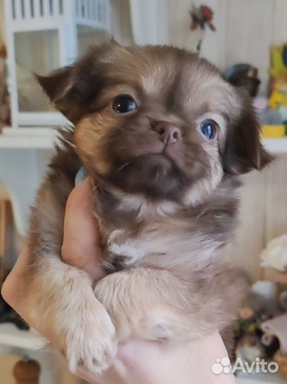 Малышка Карамелька