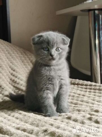 Шатланскобританские котята объявление продам