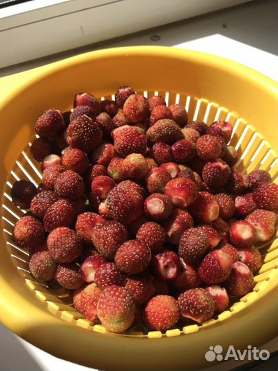 Клубника ремонтантная и земклуника