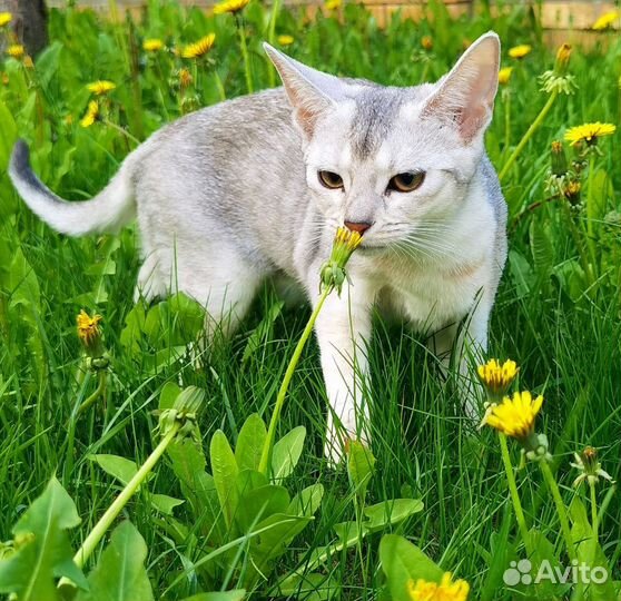 Самый красивый абиссинский котенок