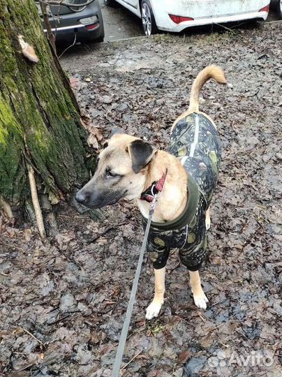 Собака в добрые ручки