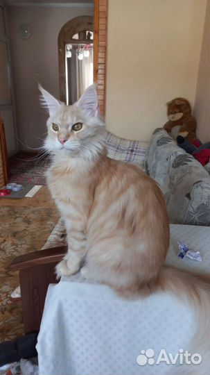 Рыжее счастье