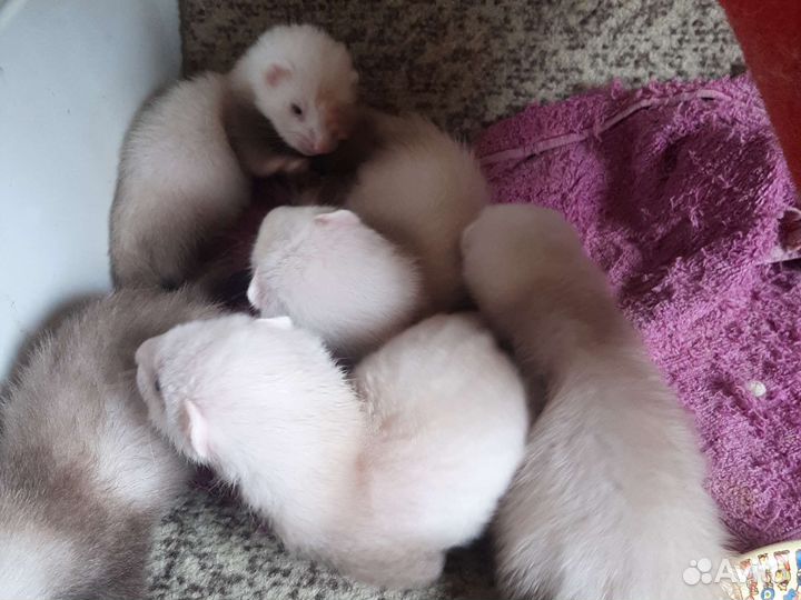 Щенки хорька