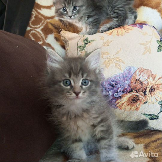Котята сибирской кошки
