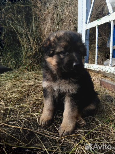 Щенки немецкой овчарки