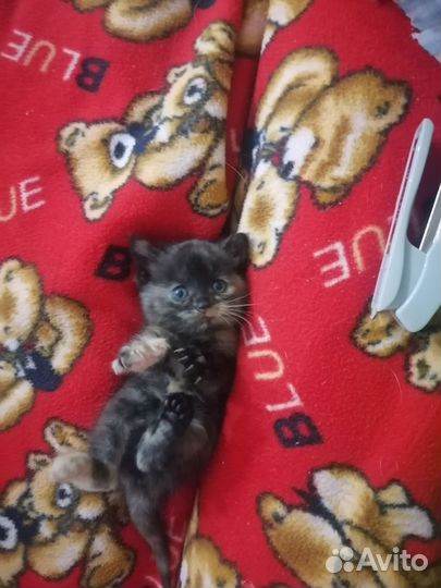 Котенок - девочка