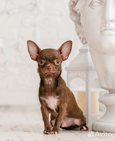 Породистый mini Чихуа от титулованных родителей