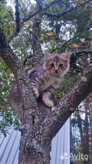 Котята