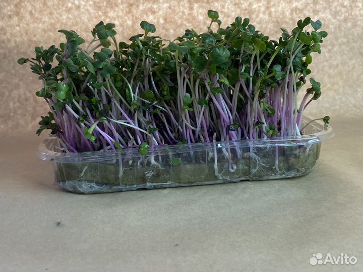 Микрозелень редис чайна роуз