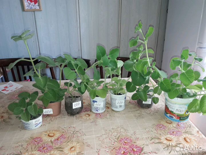 Комнатная мята