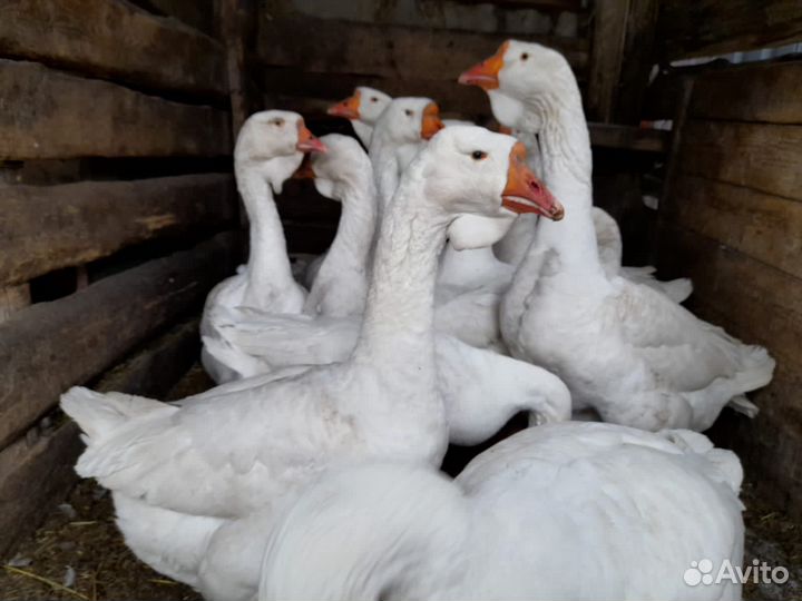 Холмогорские гуси