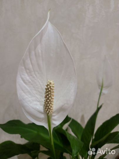 Спатифиллум Шопен