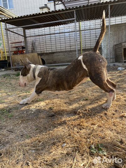 Бультерьер