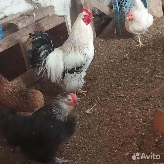 Продам своих цыплят