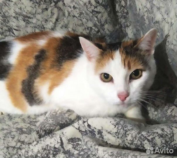 Умер хозяин