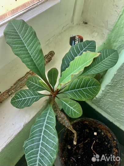 Молочай бесплатно