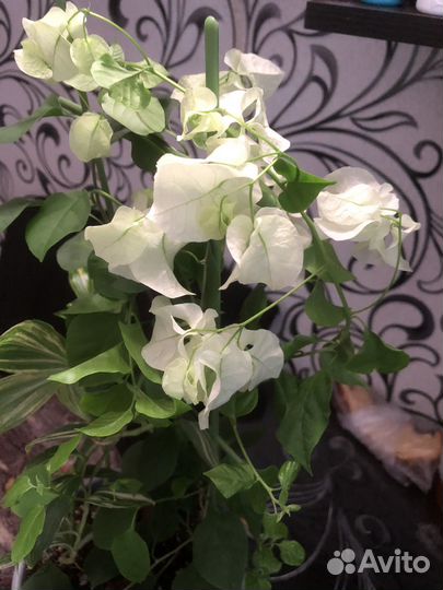 Бугенвиллия